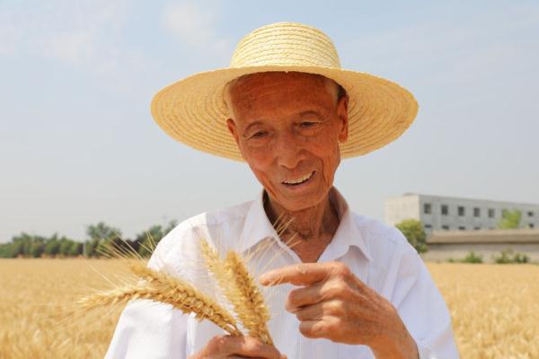 陕西杨凌职院两个小麦新品种通过国审